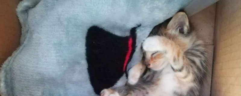 小猫生出来一动不动