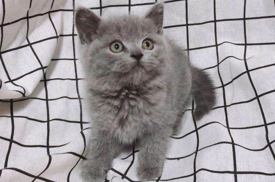 蓝猫散养注意事项