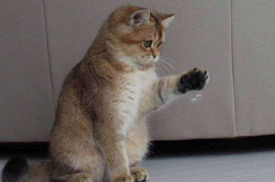 猫恨主人了还能和好吗