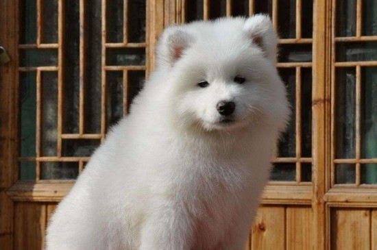 狗狗突然刨地的征兆，狗狗喜欢刨地的四个原因