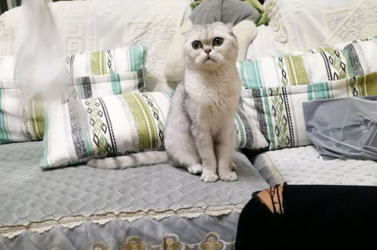 猫鼻子上面发黄