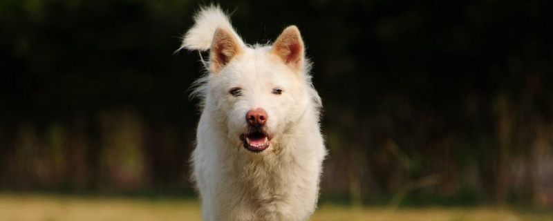 猎犬几个月会起猎性
