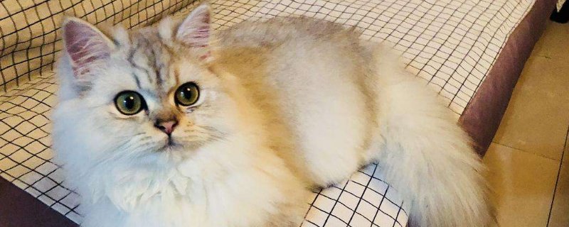 猫便秘怎么按摩
