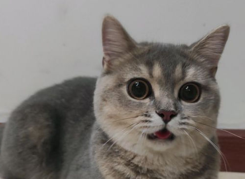 养猫出差怎么办