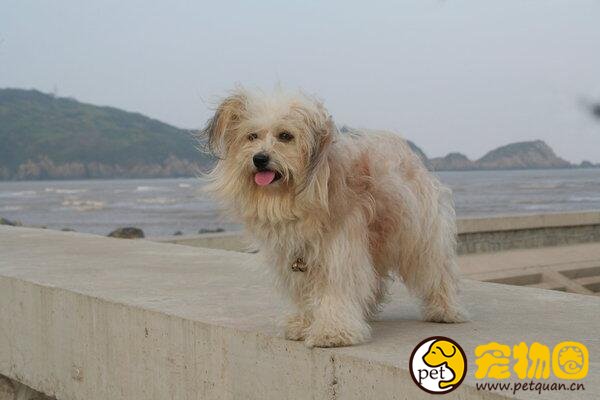 拉萨犬有驱魔圣犬之称，神秘且稀少的贵族之犬