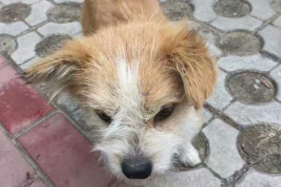 流浪狗有狂犬病的概率