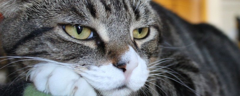 猫拉屎特别臭什么原因