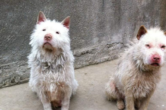 下司犬会咬人吗