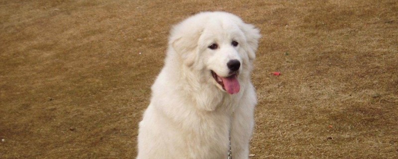 大白熊犬智商