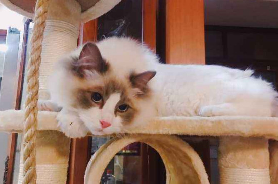 猫的优缺点是什么