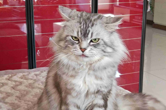 猫身上有白色米粒虫子