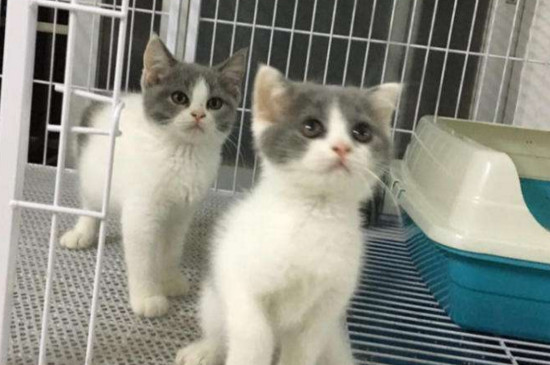 猫嘴流粘液是什么病