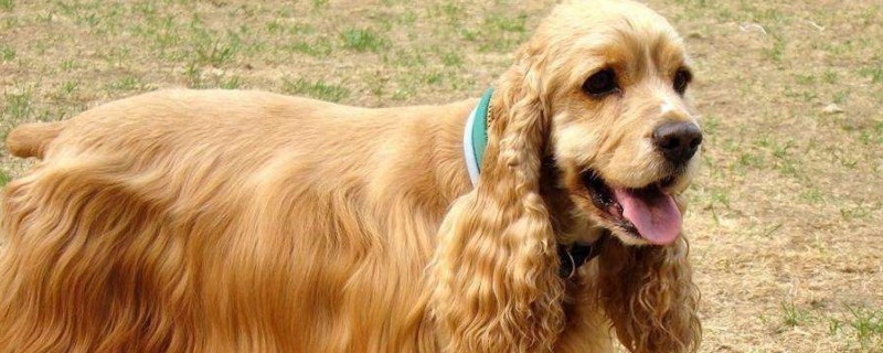 可卡犬适合家养吗