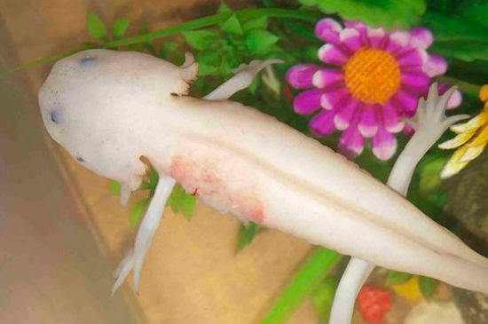 六角龙鱼能用手摸吗