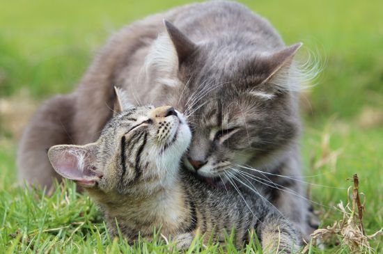 猫咬主人头发是开心吗