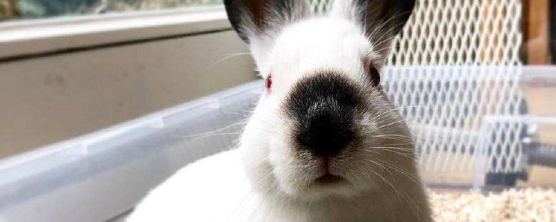 喜马拉雅兔子能养多大