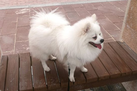 狗能坐飞机吗