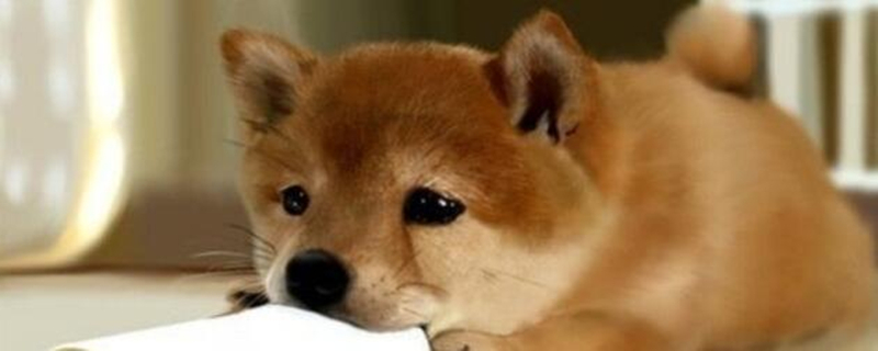 新手怎么养秋田犬