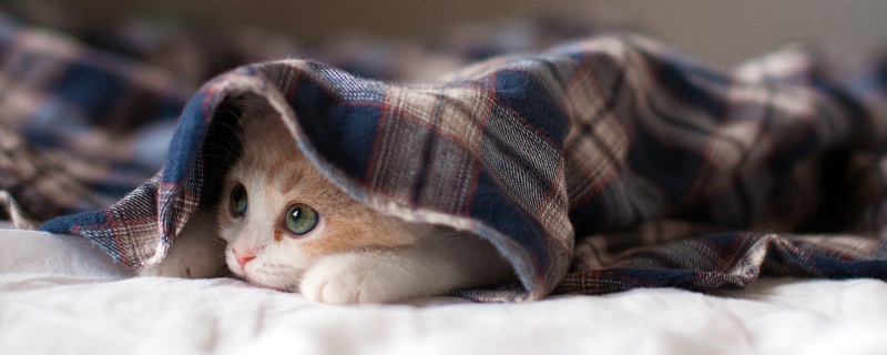 猫吃了巧克力怎样解毒