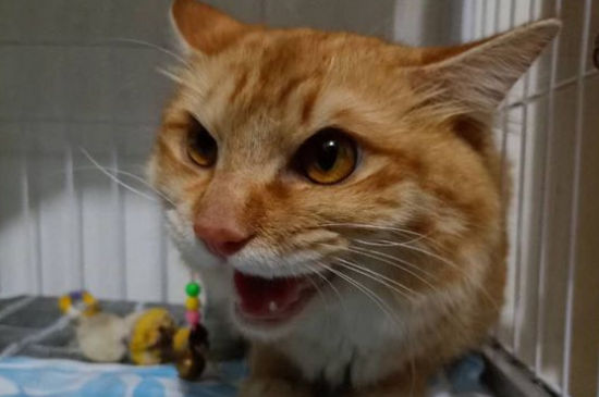 如何让母猫接受公猫