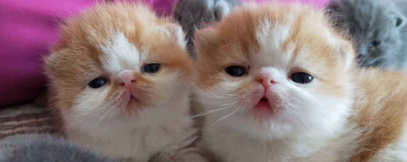加菲猫怀孕多久生产