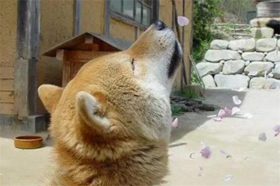 柴犬拉稀怎么办