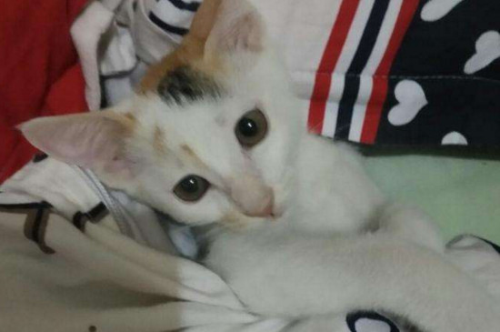 猫可以不打疫苗吗