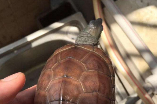 草龟龟壳烂了怎么办