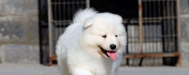 请问萨摩耶犬应该怎么养才是正确的