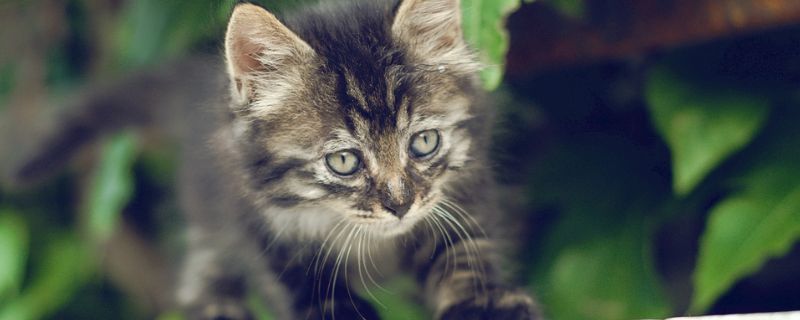 猫故意不在砂盆里大便