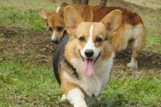 养柯基犬注意事项