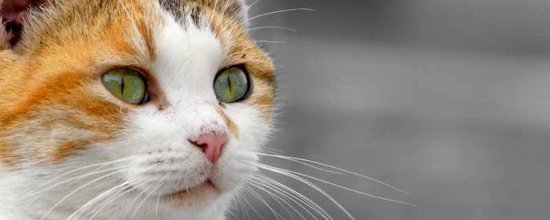 猫咪打喷嚏流鼻涕