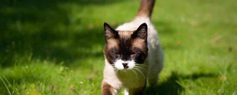 猫咪皱眉头是怎么回事