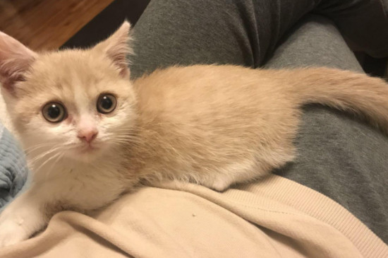 猫咪连续打喷嚏像哮喘怎么回事