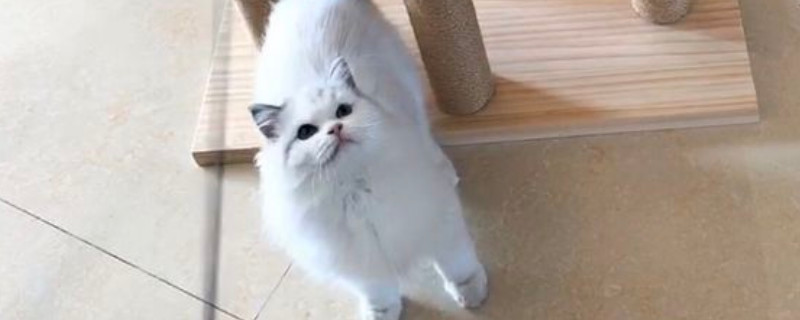 猫咪口臭眼屎多