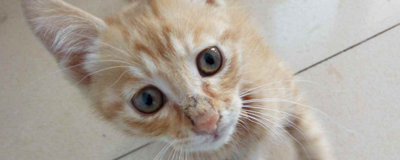 猫鼻子上有结痂