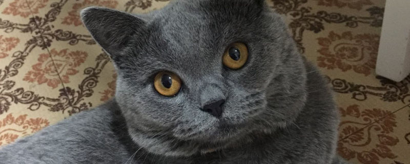 猫能不能吹空调