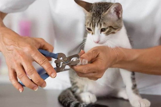 猫咪剪到血线怎么办