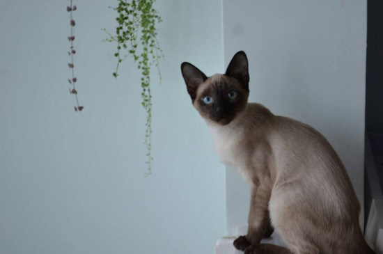 喜马拉雅猫和暹罗猫区别