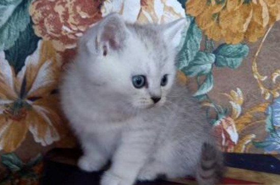 没有满月的小猫怎么养