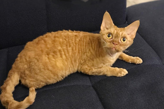 大耳猫是什么品种