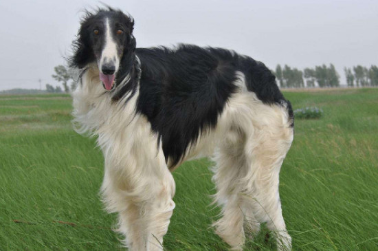 苏俄猎狼犬什么价位，纯种多少钱一只