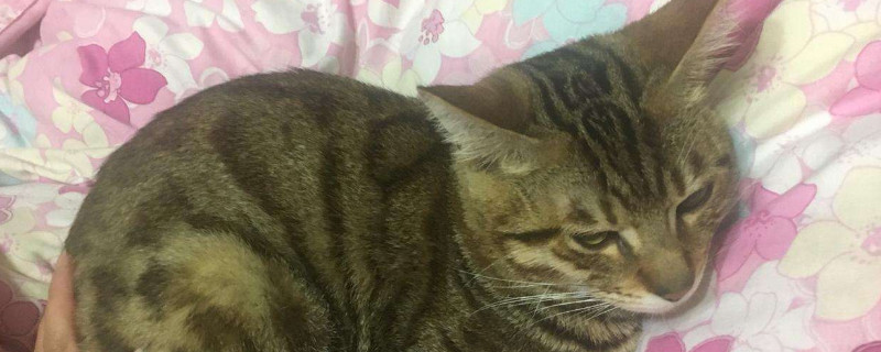 猫咪产后张嘴喘气