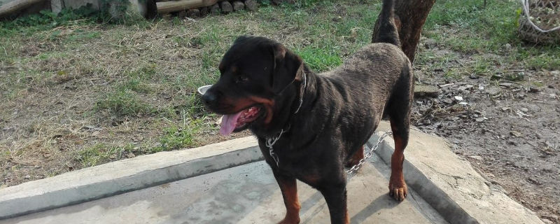 罗威纳犬可以散养吗