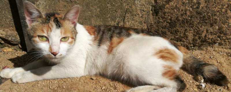 猫尾巴快速颤抖