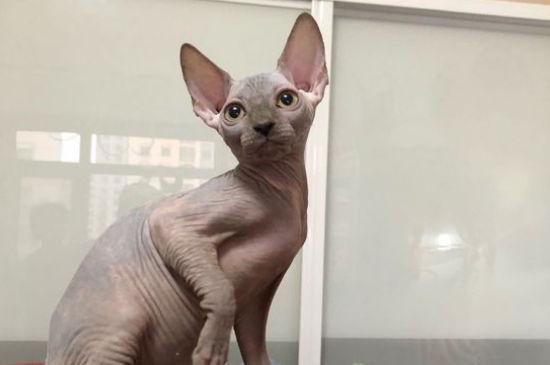 猫突然后腿无力拖着走