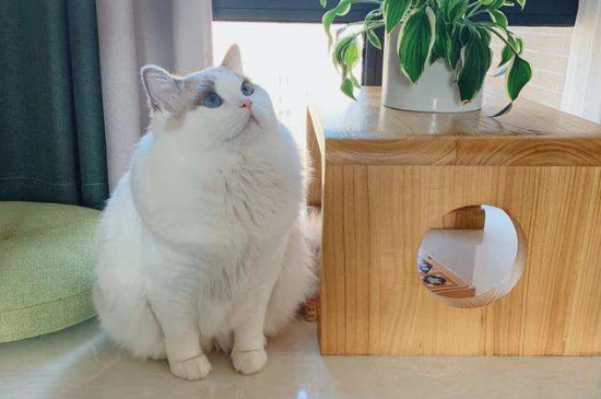 布偶猫吃冻干好吗