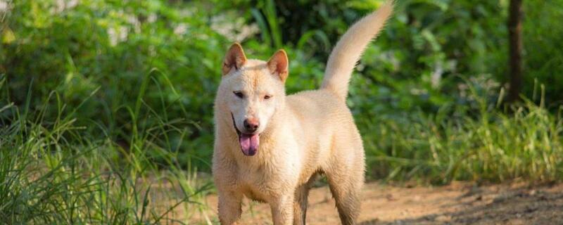 中华田园犬有哪些品种
