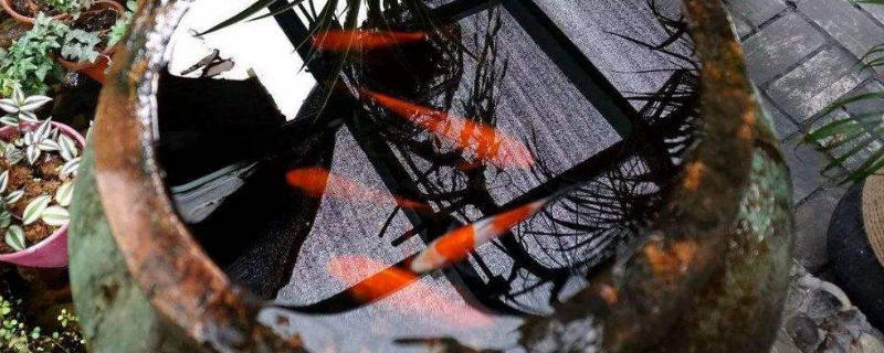 桶装纯净水可以养鱼吗