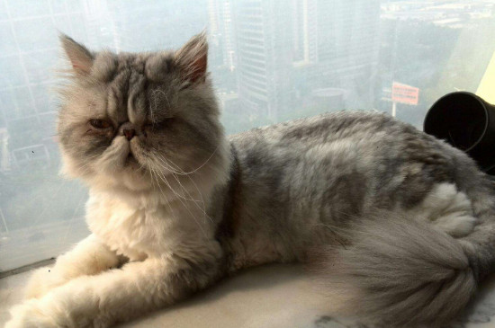 猫一直吐白沫